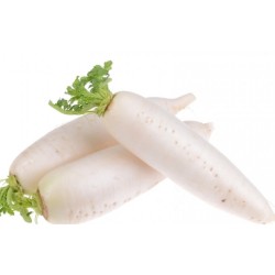 Fresh Whole Daikon Mooli 大根 800-1300g Root Vegetable Oriental White Winter Radish