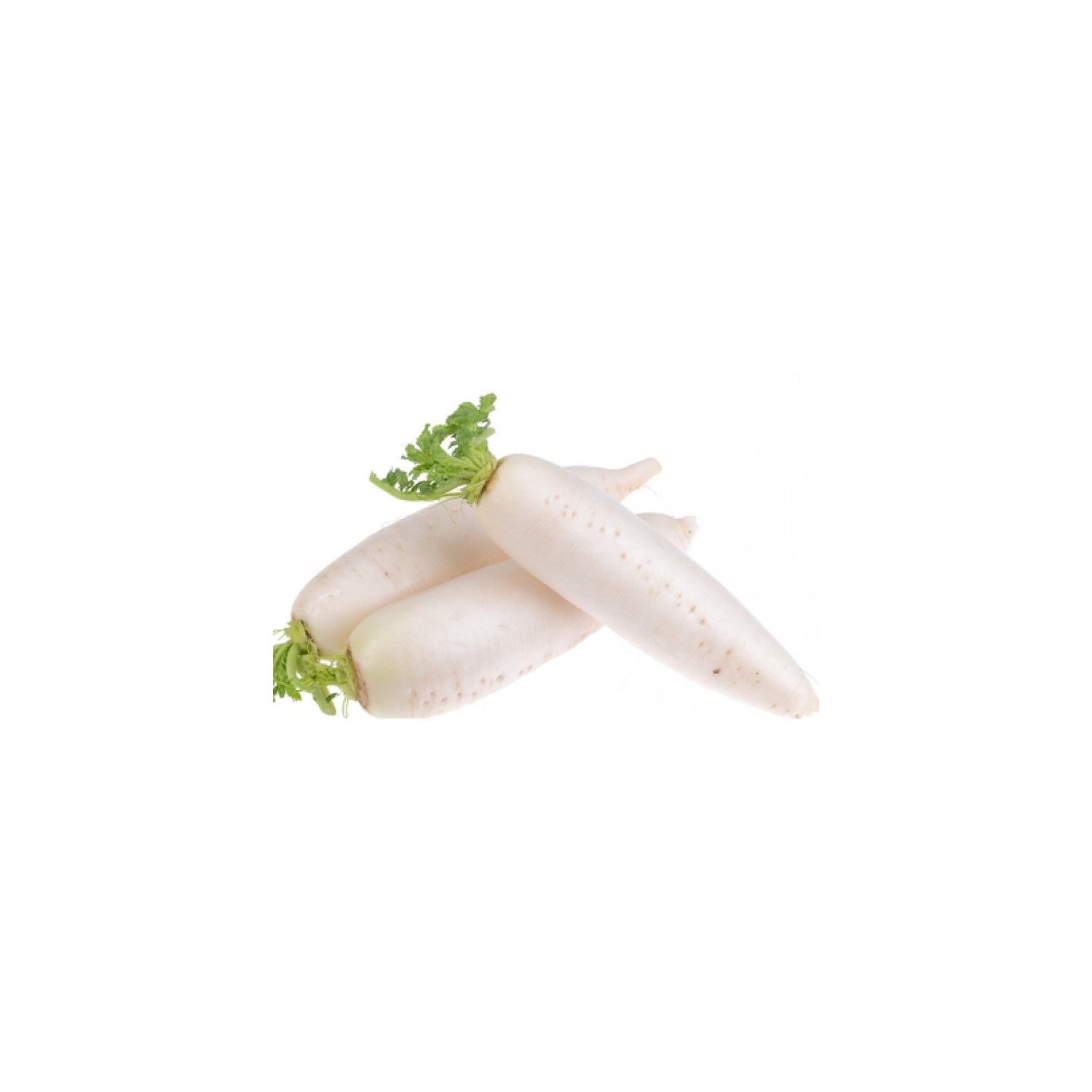 Fresh Whole Daikon Mooli 大根 700g Approx. Root Vegetable Oriental White Winter Radish Fresh Whole Daikon Mooli 大根 700g Approx. Root Vegetable Oriental White Winter Radish