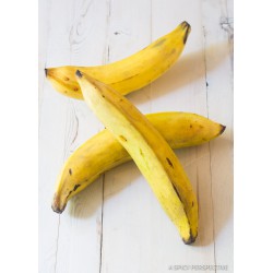 Fresh Yellow Plantain 5 pieces Yellow Plantain for Cooking Dessert Banana