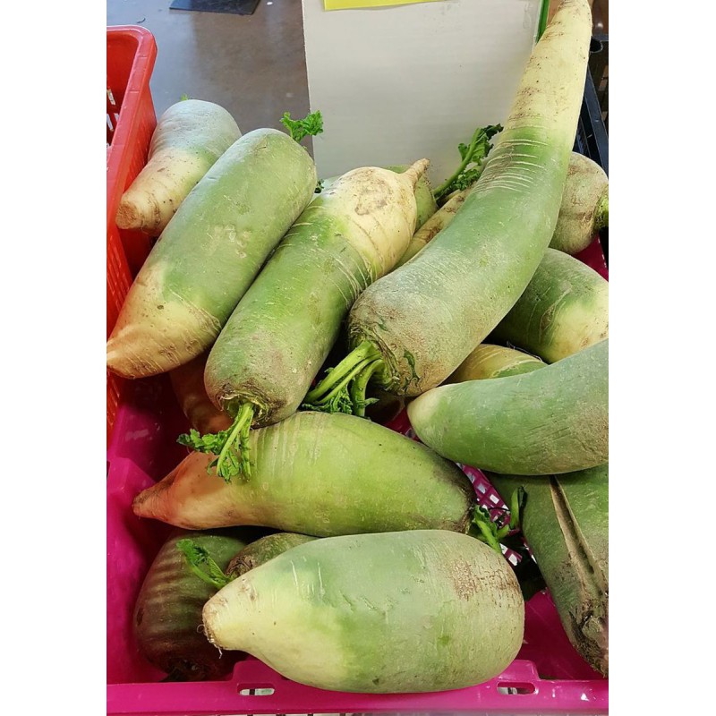 Fresh Whole Green Daikon Mooli 500g-800g Root Vegetable Oriental Winter Radish