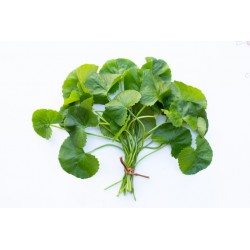 Fresh Pennywort Leaf 100g