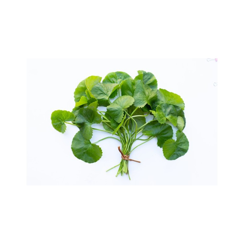 Fresh Pennywort Leaf 100g