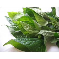 Fresh Cha Plu Leaf 100g