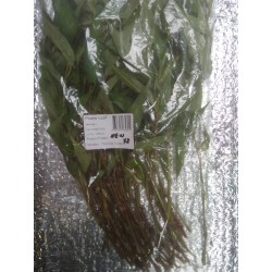 Fresh Praew Leaf Rau Răm Vietnamese Coriander 100g