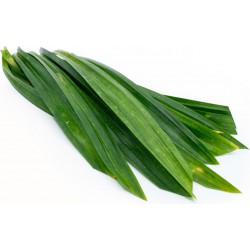 Thai Import Fresh Pandan Leaf 100g Fresh Pandan