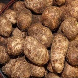 Zing Asia Fresh Taro 400-500g Fresh Taro