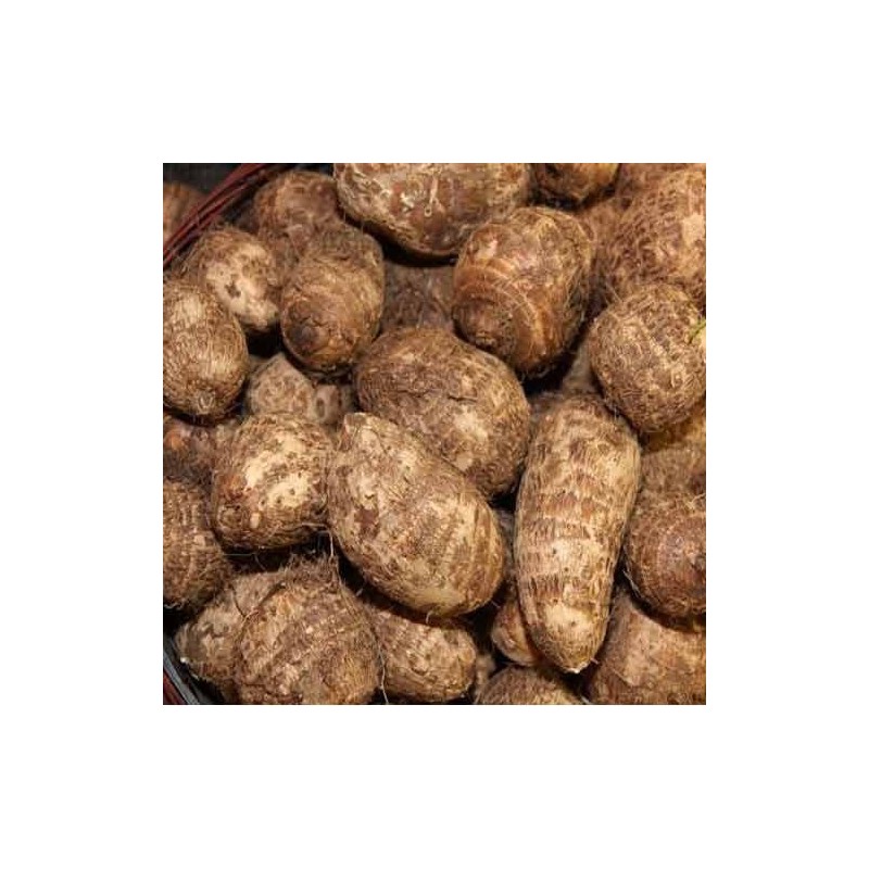 Zing Asia Fresh Taro 400-500g Fresh Taro